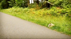 خیلی خیلی کوچک (2) (جاده طولانی)